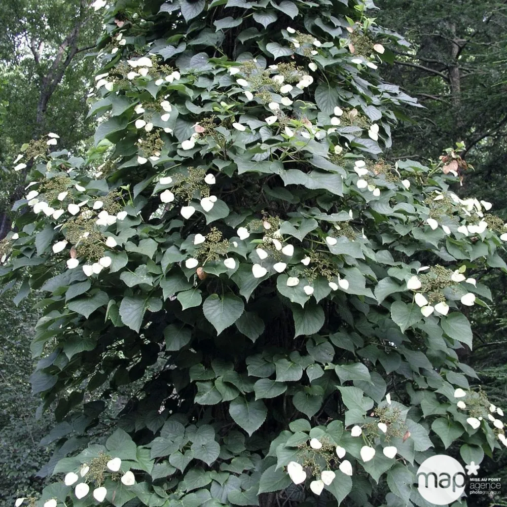 Schizophragma hydrangeoides, pot 3 litres