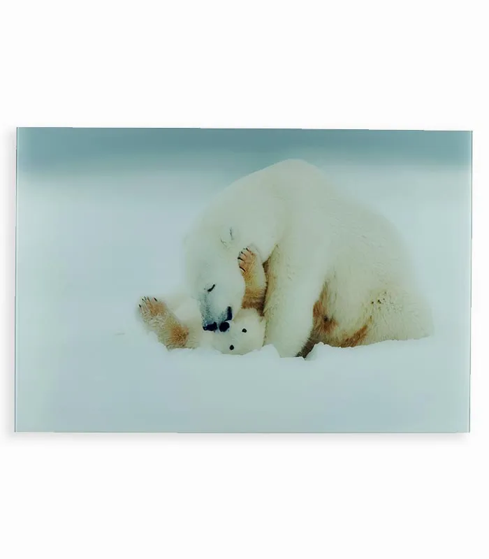 Tableau en verre OURS POLAIRES